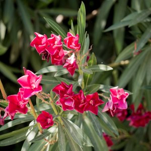Oleander obyčajný (Nerium oleander) ČERVENÝ - výška 80-100 cm, kont. C5L (-10/-12°C) 